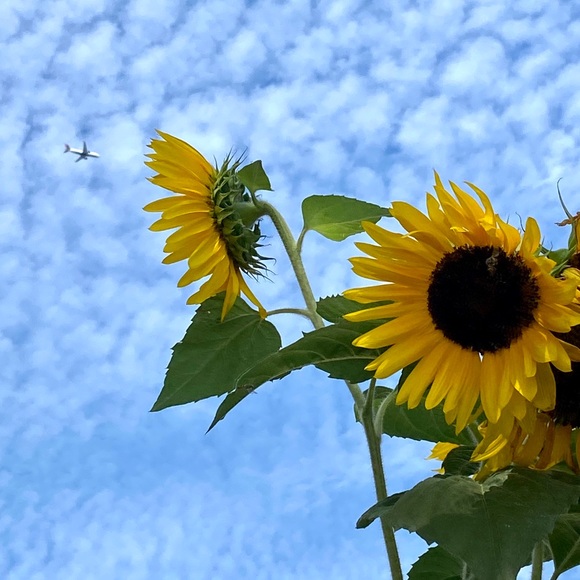 Meet your Posher, Alana - Picture 1 of 1